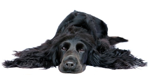 Cocker Spaniel